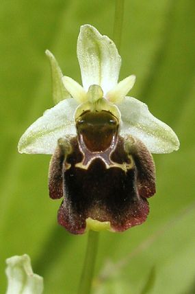 Tořič čmelákovitý Holubyho (Ophrys holosericea subsp. holubyana ), foto © Z. Podešva