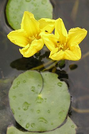 Plavín štítnatý (Nymphoides peltata)