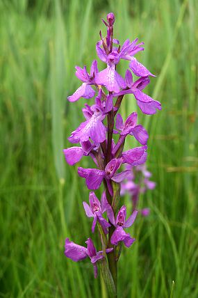 Vstavač bahenní (Anacamptis palustris)