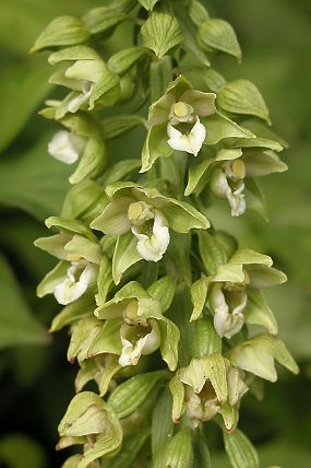 Kruštík širolistý (Epipactis helleborine)