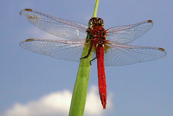 Vážka jarní (Sympetrum fonscolombii)