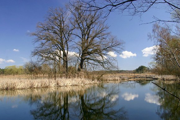 PR Písečný rybník – pohled na východní část lokality (30. 3. 2008)