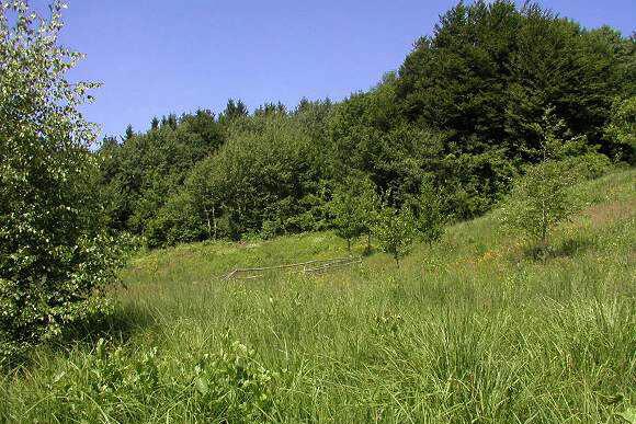 Přírodní památka Kalábová - horní část lokality (5. 7. 2002)