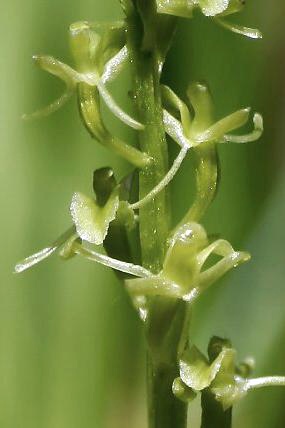 Hlízovec Loeselův (Liparis loeselii) – detail