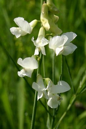 Hrachor panonský (Lathyrus pannonicus), foto © Z. Podešva