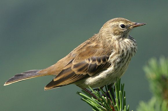 Linduška horská (Anthus spinoletta)