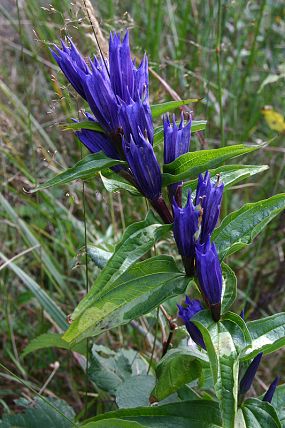 Hořec tolitovitý (Gentiana asclepiadea)