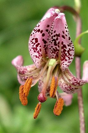 Lilie zlatohlavá (Lilium martagon)