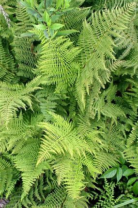 Papratka horská (Athyrium distentifolium)