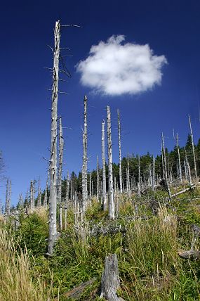 Odumřelé smrkové porosty nad chatou Hubertka (29. 8. 2004)