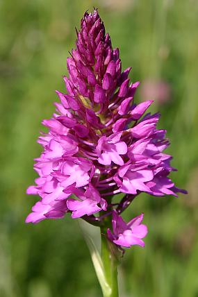 Rudohlávek jehlancovitý (Anacamptis pyramidalis) se vyskytuje v NPP Búrová 
		ojediněle (25. 6. 2005), foto © Z. Podešva