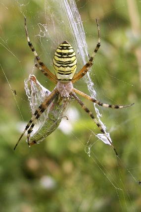 Křižák pruhovaný (Argiope bruennichi) v NPP Búrová (24. 7. 2005)