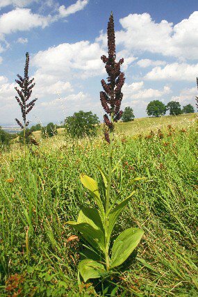 Kýchavice černá (Veratrum nigrum) , foto © Z. Podešva