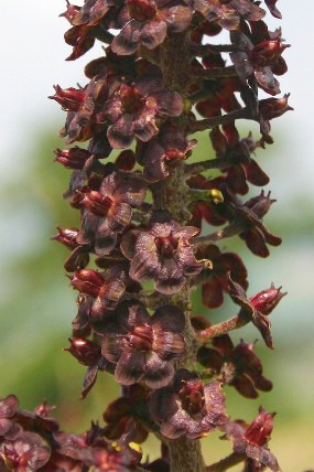 Kýchavice černá (Veratrum nigrum) , foto © Z. Podešva