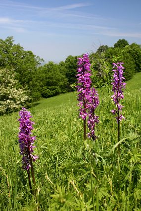 Vstavač mužský znamenaný (Orchis mascula subsp. speciosa), foto © Zdeněk Podešva