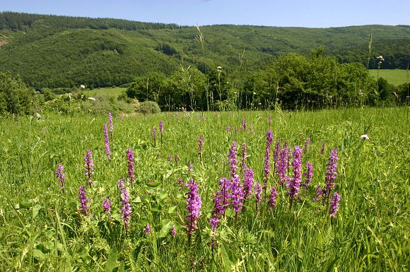 Vstavač mužský znamenaný (Orchis mascula subsp. speciosa) v PR Machová (29. 5. 2005), foto © Z. Podešva