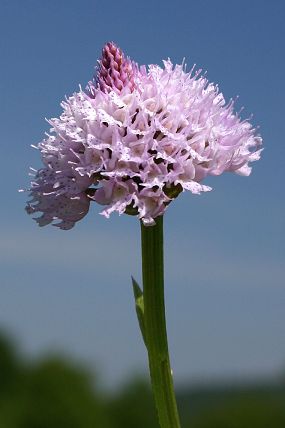 Hlavinka horská (Traunsteinera globosa), foto © Zdeněk Podešva