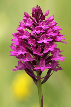 Rudohlávek jehlancovitý (Anacamptis pyramidalis), NPR Zahrady pod Hájem (22. 6. 2013)