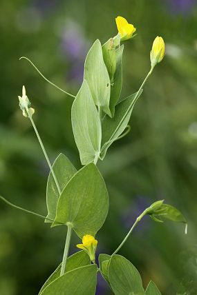 Hrachor pačočkový (Lathyrus aphaca), NPR Zahrady pod Hájem (22. 6. 2013)