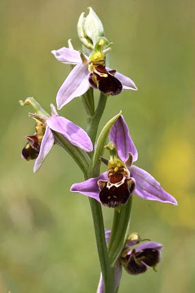 Tořič včelonosný (Ophrys apifera), NPR Zahrady pod Hájem (22. 6. 2013)