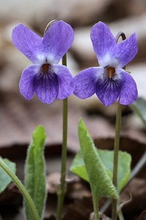 Violka bílá (Viola alba) s fialovými květy, NPR Zahrady pod Hájem (7. 4. 2012)