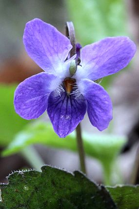 Violka bílá (Viola alba), NPR Zahrady pod Hájem (7. 4. 2012)