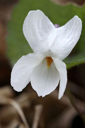 Violka bílá (Viola alba), NPR Zahrady pod Hájem (7. 4. 2012)