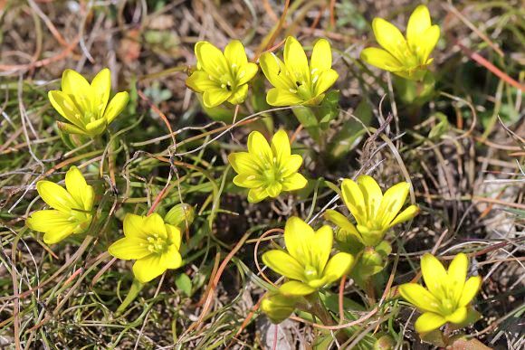 Křivatec český (Gagea bohemica), PP Cínová hora, Znojmo, 11. 3. 2026