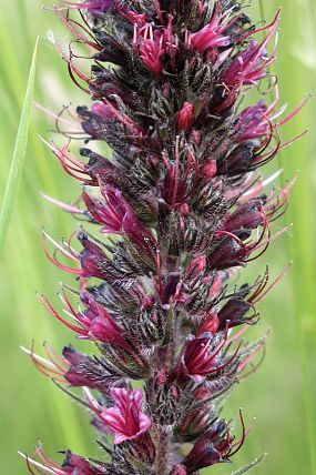 Hadinec červený (Echium maculatum), PP Horky (30. 5. 2004)