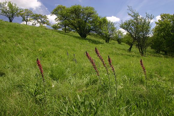 Hadinec červený (Echium maculatum) v přírodní památce Horky (20. 5. 2006)