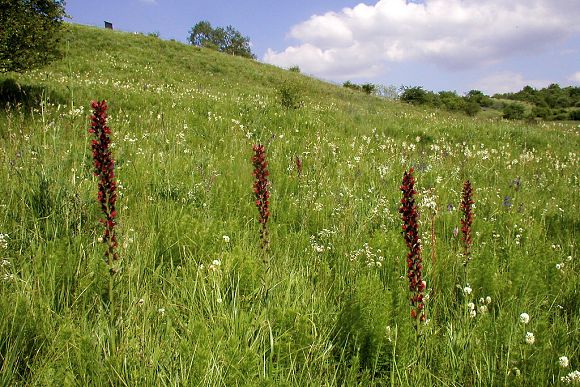 Hadinec červený (Echium maculatum v přírodní památce Horky (30. 5. 2004)