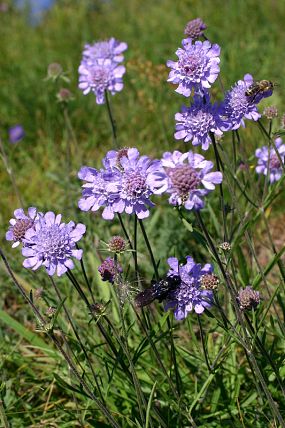 Hlaváč šedavý (Scabiosa canescens)
