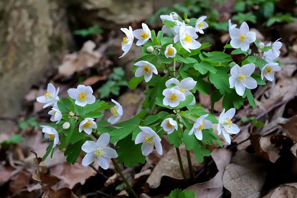 Zapalice žluťuchovitá (Isopyrum thalictroides), u říčky Rusavy, Jankovice, 22. 3. 2026