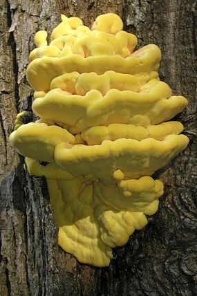 Sírovec žlutooranžový (Laetiporus sulphureus)