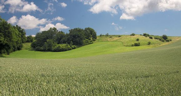 Kruhy u Tučap (25. 6. 2011), foto © Zdeněk Podešva