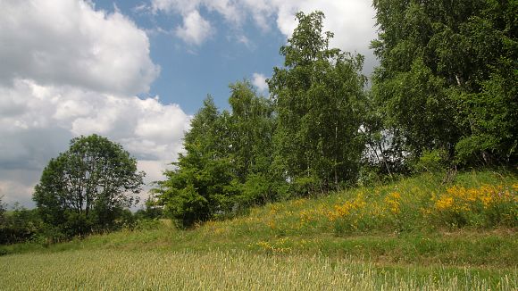 Spodní cíp lokality Kruhy u Tučap s teplomilnou květenou (25. 6. 2011), foto © Zdeněk Podešva