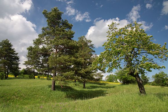 NPR Strabišov - Oulehla, Oulehla I - horní část (18. 5. 2013), foto © Zdeněk Podešva