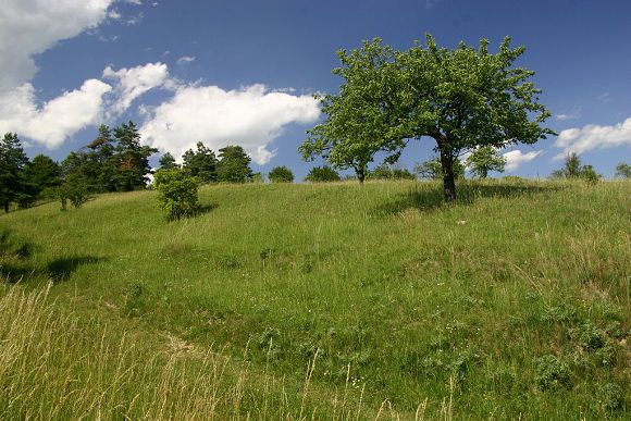 NPR Strabišov - Oulehla, část Oulehla I. (17. 6. 2007), foto © Z. Podešva