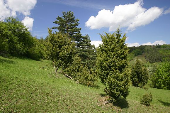 NPR Strabišov - Oulehla, část Oulehla II (7. 5. 2005), foto © Z. Podešva