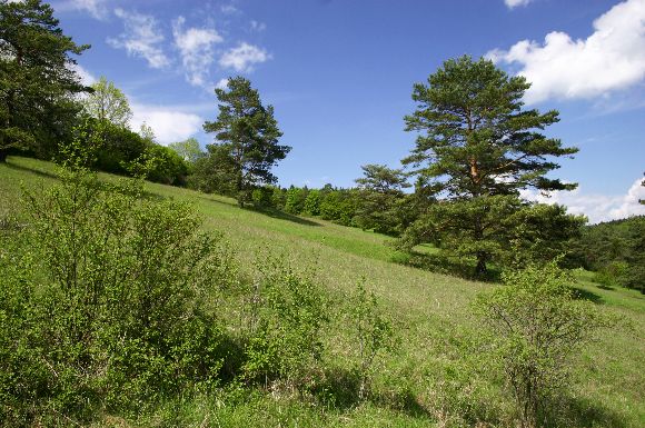 NPR Strabišov - Oulehla, část Oulehla II. (7. 5. 2005), foto © Z. Podešva