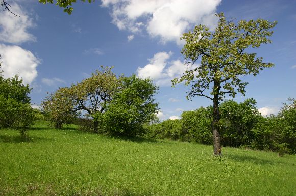 NPR Strabišov - Oulehla, část Oulehla I. (7. 5. 2005), foto © Z. Podešva