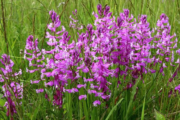 Vítod větší (Polygala major), Oulehla (17. 5. 2008), foto © Z. Podešva