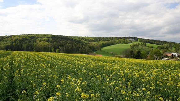 NPR Strabišov - Oulehla, les Strabišov a výslunná stráň Oulehla I (7. 5. 2005), foto © Z. Podešva