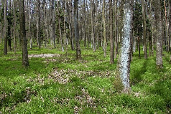 NPR Strabišov - Oulehla, les Strabišov (28. 4. 2002), foto © Z. Podešva