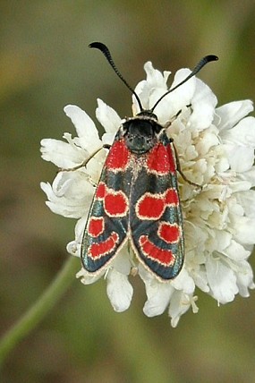 Vřetenuška ligrusová (Zygaena carniolica), foto © Zdeněk Podešva