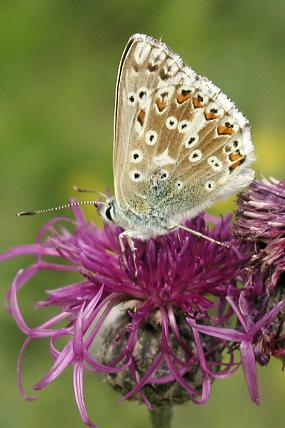 Modrásek vikvicový (Polyommatus coridon), foto © Zdeněk Podešva