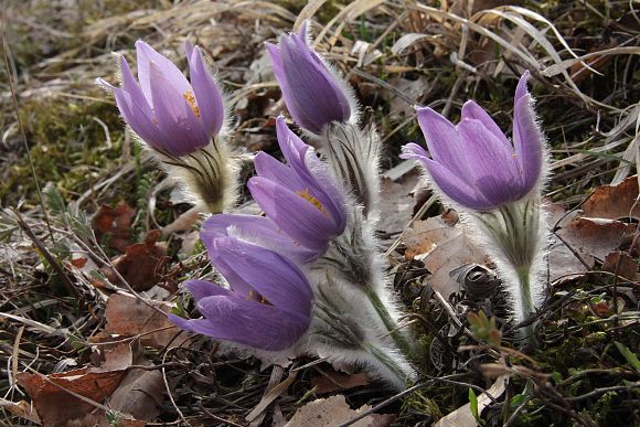 Koniklec velkokvětý (Pulsatilla grandis), PP Přehon (27. 3. 2011), foto © Zdeněk Podešva