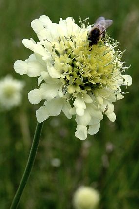 Hlavatka obrovská (Cephalaria gigantea)