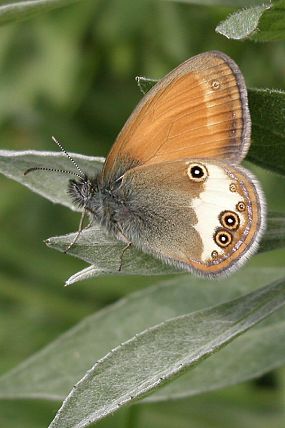 Okáč strdivkový (Coenonympha arcania)