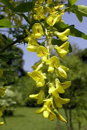 Štědřenec odvislý (Laburnum anagyroides)